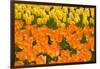 Orange and Yellow Tulips-Darrell Gulin-Framed Photographic Print