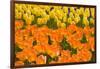 Orange and Yellow Tulips-Darrell Gulin-Framed Photographic Print