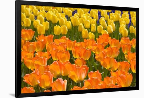 Orange and Yellow Tulips-Darrell Gulin-Framed Photographic Print