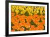 Orange and Yellow Tulips-Darrell Gulin-Framed Photographic Print