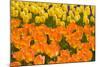 Orange and Yellow Tulips-Darrell Gulin-Mounted Photographic Print