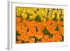 Orange and Yellow Tulips-Darrell Gulin-Framed Photographic Print