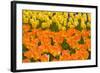 Orange and Yellow Tulips-Darrell Gulin-Framed Photographic Print