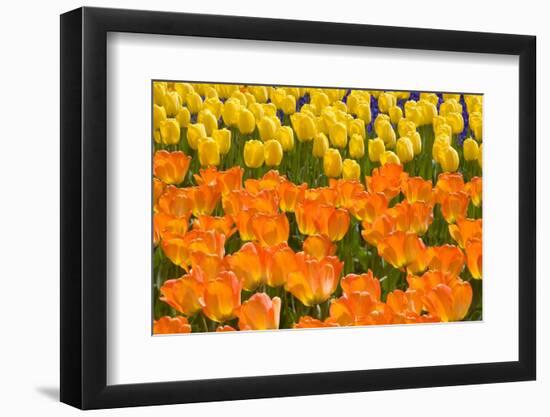 Orange and Yellow Tulips-Darrell Gulin-Framed Photographic Print