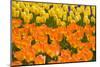 Orange and Yellow Tulips-Darrell Gulin-Mounted Photographic Print