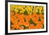 Orange and Yellow Tulips-Darrell Gulin-Framed Photographic Print