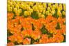 Orange and Yellow Tulips-Darrell Gulin-Mounted Photographic Print