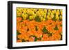 Orange and Yellow Tulips-Darrell Gulin-Framed Photographic Print