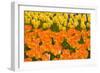 Orange and Yellow Tulips-Darrell Gulin-Framed Photographic Print