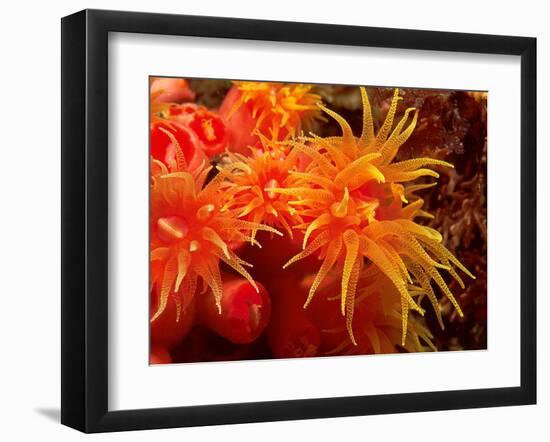 Orange Anemone, Ito Sea-Charles Glover-Framed Art Print