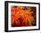 Orange Anemone, Ito Sea-Charles Glover-Framed Art Print