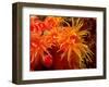 Orange Anemone, Ito Sea-Charles Glover-Framed Art Print