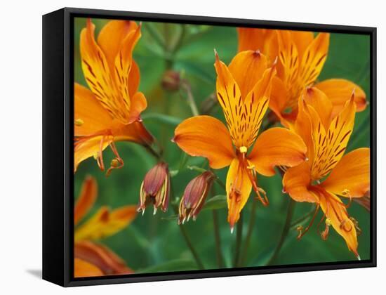 Orange Asiatic Lilies in Town Square, Cannon Beach, Oregon, USA-Jamie & Judy Wild-Framed Stretched Canvas