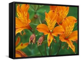 Orange Asiatic Lilies in Town Square, Cannon Beach, Oregon, USA-Jamie & Judy Wild-Framed Stretched Canvas