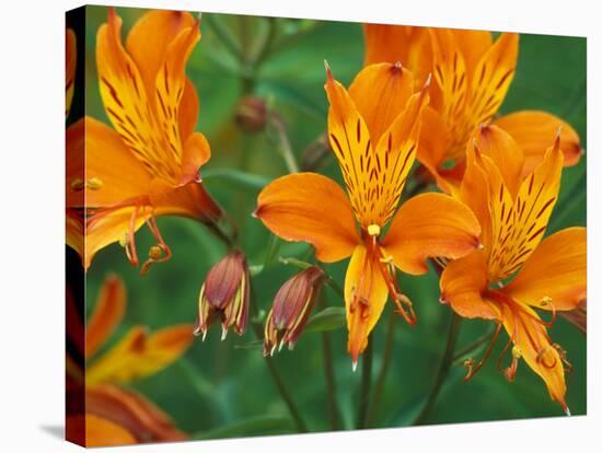 Orange Asiatic Lilies in Town Square, Cannon Beach, Oregon, USA-Jamie & Judy Wild-Stretched Canvas