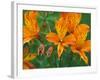 Orange Asiatic Lilies in Town Square, Cannon Beach, Oregon, USA-Jamie & Judy Wild-Framed Photographic Print