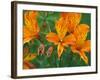 Orange Asiatic Lilies in Town Square, Cannon Beach, Oregon, USA-Jamie & Judy Wild-Framed Photographic Print