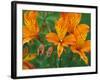 Orange Asiatic Lilies in Town Square, Cannon Beach, Oregon, USA-Jamie & Judy Wild-Framed Photographic Print