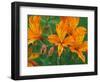 Orange Asiatic Lilies in Town Square, Cannon Beach, Oregon, USA-Jamie & Judy Wild-Framed Photographic Print