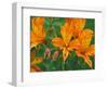 Orange Asiatic Lilies in Town Square, Cannon Beach, Oregon, USA-Jamie & Judy Wild-Framed Photographic Print