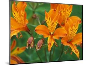 Orange Asiatic Lilies in Town Square, Cannon Beach, Oregon, USA-Jamie & Judy Wild-Mounted Photographic Print