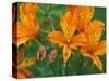 Orange Asiatic Lilies in Town Square, Cannon Beach, Oregon, USA-Jamie & Judy Wild-Stretched Canvas