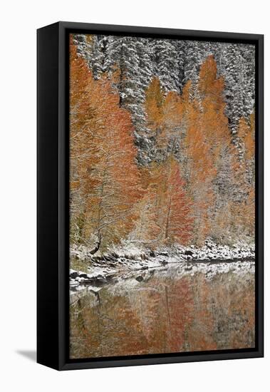 Orange Aspens in the Fall Among Evergreens Covered with Snow at a Lake-James Hager-Framed Stretched Canvas