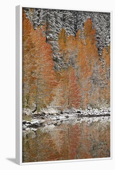 Orange Aspens in the Fall Among Evergreens Covered with Snow at a Lake-James Hager-Framed Photographic Print