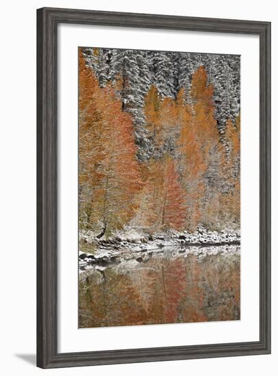 Orange Aspens in the Fall Among Evergreens Covered with Snow at a Lake-James Hager-Framed Photographic Print