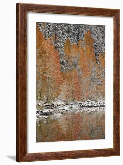 Orange Aspens in the Fall Among Evergreens Covered with Snow at a Lake-James Hager-Framed Photographic Print