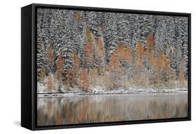 Orange Aspens in the Fall Among Evergreens Covered with Snow at a Lake-James Hager-Framed Stretched Canvas