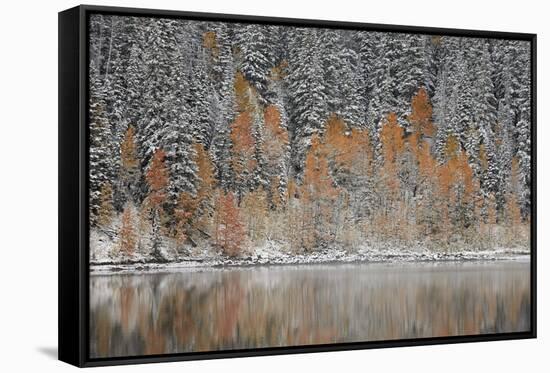 Orange Aspens in the Fall Among Evergreens Covered with Snow at a Lake-James Hager-Framed Stretched Canvas