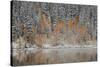 Orange Aspens in the Fall Among Evergreens Covered with Snow at a Lake-James Hager-Stretched Canvas