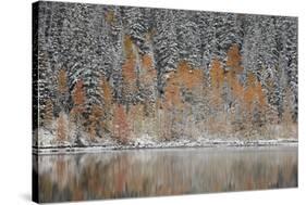 Orange Aspens in the Fall Among Evergreens Covered with Snow at a Lake-James Hager-Stretched Canvas