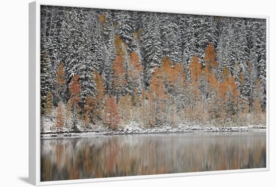 Orange Aspens in the Fall Among Evergreens Covered with Snow at a Lake-James Hager-Framed Photographic Print