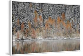 Orange Aspens in the Fall Among Evergreens Covered with Snow at a Lake-James Hager-Framed Photographic Print