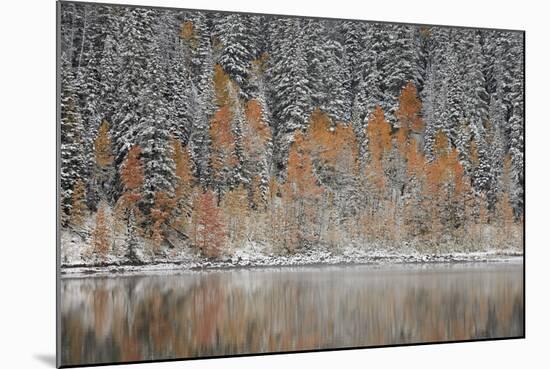 Orange Aspens in the Fall Among Evergreens Covered with Snow at a Lake-James Hager-Mounted Photographic Print