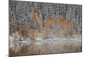 Orange Aspens in the Fall Among Evergreens Covered with Snow at a Lake-James Hager-Mounted Photographic Print