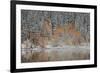 Orange Aspens in the Fall Among Evergreens Covered with Snow at a Lake-James Hager-Framed Photographic Print