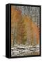 Orange Aspens in the Fall Among Evergreens Covered with Snow at a Lake-James Hager-Framed Stretched Canvas