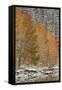 Orange Aspens in the Fall Among Evergreens Covered with Snow at a Lake-James Hager-Framed Stretched Canvas