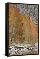 Orange Aspens in the Fall Among Evergreens Covered with Snow at a Lake-James Hager-Framed Stretched Canvas