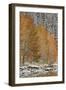 Orange Aspens in the Fall Among Evergreens Covered with Snow at a Lake-James Hager-Framed Photographic Print