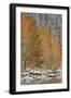 Orange Aspens in the Fall Among Evergreens Covered with Snow at a Lake-James Hager-Framed Photographic Print