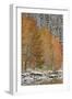 Orange Aspens in the Fall Among Evergreens Covered with Snow at a Lake-James Hager-Framed Photographic Print