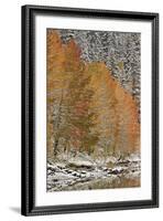 Orange Aspens in the Fall Among Evergreens Covered with Snow at a Lake-James Hager-Framed Photographic Print