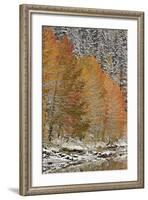 Orange Aspens in the Fall Among Evergreens Covered with Snow at a Lake-James Hager-Framed Photographic Print