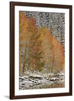 Orange Aspens in the Fall Among Evergreens Covered with Snow at a Lake-James Hager-Framed Photographic Print