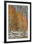 Orange Aspens in the Fall Among Evergreens Covered with Snow at a Lake-James Hager-Framed Photographic Print