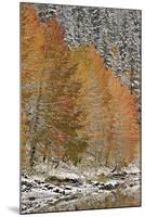 Orange Aspens in the Fall Among Evergreens Covered with Snow at a Lake-James Hager-Mounted Photographic Print